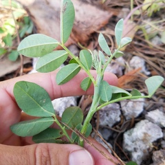 Indigofera miniata