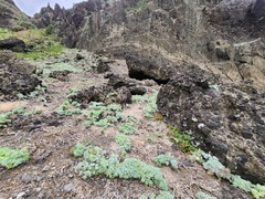 Crossostephium chinense