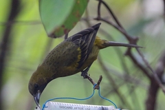 Icterus melanopsis