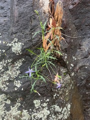 Lithotoma axillaris