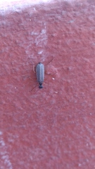 Epicauta fulvicornis