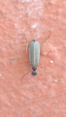 Epicauta fulvicornis