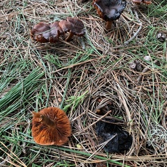 Cortinarius croceus