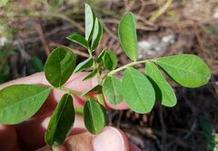 Indigofera miniata