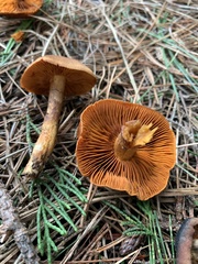Cortinarius croceus