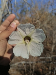Ipomoea arborescens