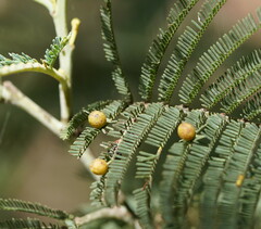 Austroacacidiplosis botrycephalae