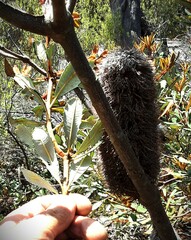 Banksia penicillata
