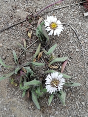Erigeron leptopetalus