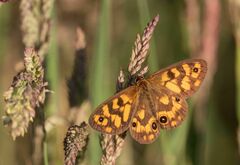 Heteronympha cordace