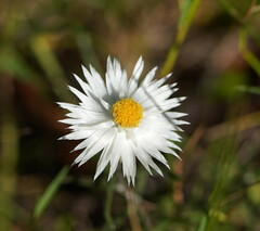 Helichrysum leucopsideum