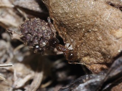 Pheidole bicarinata