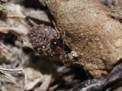 Pheidole bicarinata