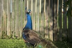 Pavo cristatus × muticus