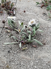 Erigeron leptopetalus