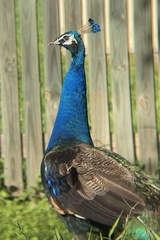 Pavo cristatus × muticus