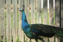 Pavo cristatus × muticus