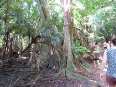 Pterocarpus officinalis