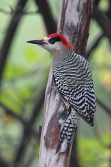 Melanerpes superciliaris