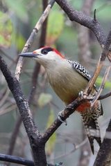 Melanerpes superciliaris