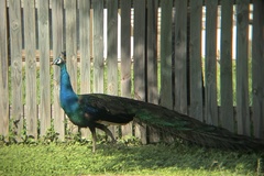 Pavo cristatus × muticus