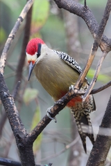 Melanerpes superciliaris