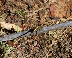 Austrogomphus guerini