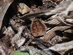 Richardia brasiliensis