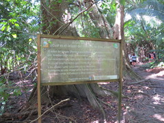 Pterocarpus officinalis