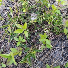 Chamaecrista nictitans aspera