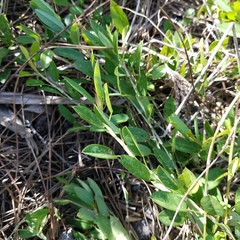 Alysicarpus vaginalis