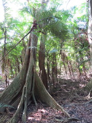 Pterocarpus officinalis