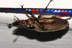 Sphaenognathus giganteus