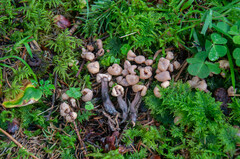 Cudonia confusa