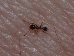 Pheidole bicarinata