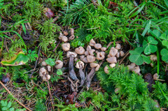 Cudonia confusa