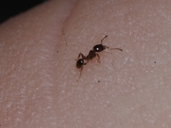 Pheidole bicarinata