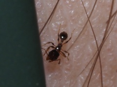 Pheidole bicarinata