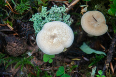 Paralepista gilva