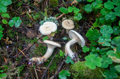 Paralepista gilva