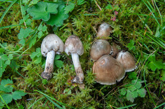 Inocybe corydalina