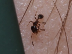 Pheidole bicarinata