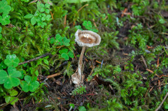Amanita umbrinolutea