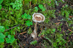 Amanita umbrinolutea