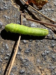 Paectes abrostoloides