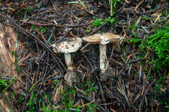 Cortinarius dionysae