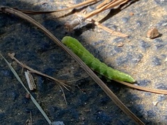 Paectes abrostoloides