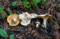 Cantharellus pallens