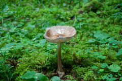 Amanita umbrinolutea