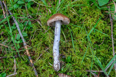 Cortinarius stillatitius